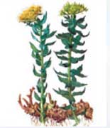 Rhodiola rosea root